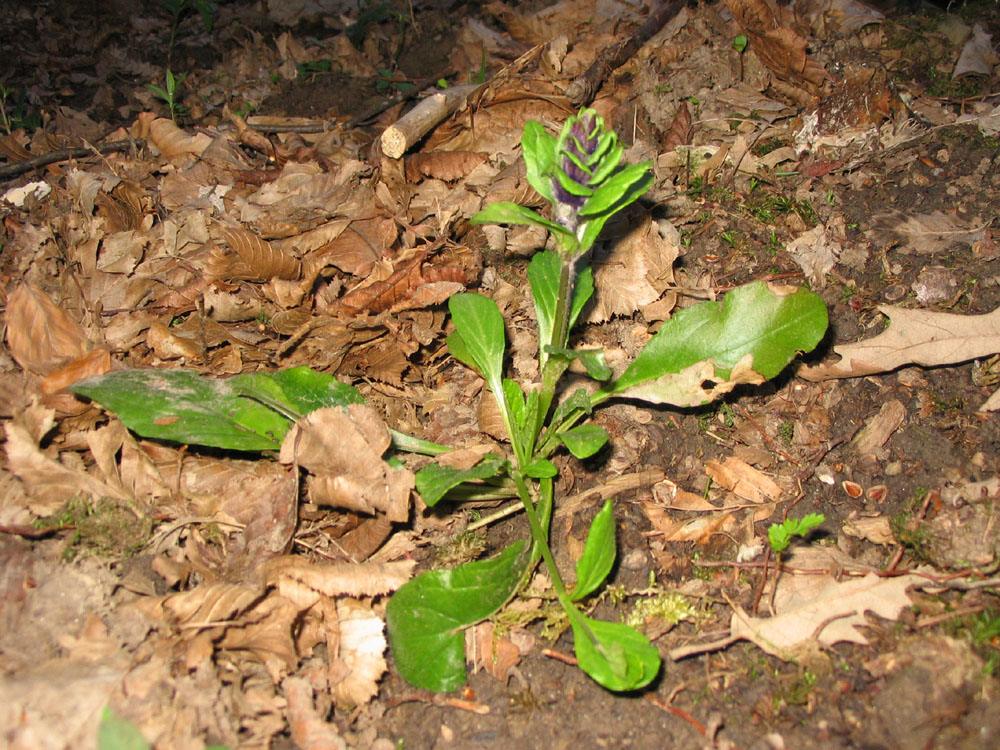 Lamium maculatum - Ajuga reptans - Musacari neglectum